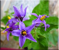  سیب زمینیان  -  سیب‌زمینی